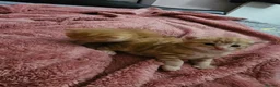 Domestic Shorthair cats for sale: 2 kittens for sale. in Sheffield - Advert 34