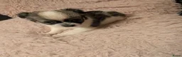 Chihuahua dogs for sale: Lovely tiny chihuahua puppies for sale  - Advert 23