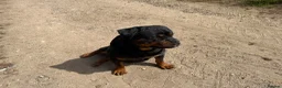 Rottweiler dogs for sale: ⭐️ Best Breeding in the UK 🇬🇧 ⭐️ - Advert 2