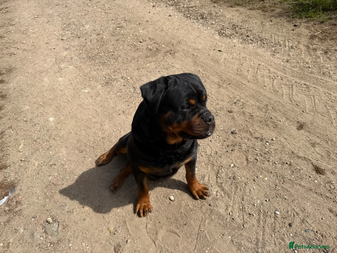 Rottweiler dogs for sale: ⭐️ Best Breeding in the UK 🇬🇧 ⭐️ - Advert 2