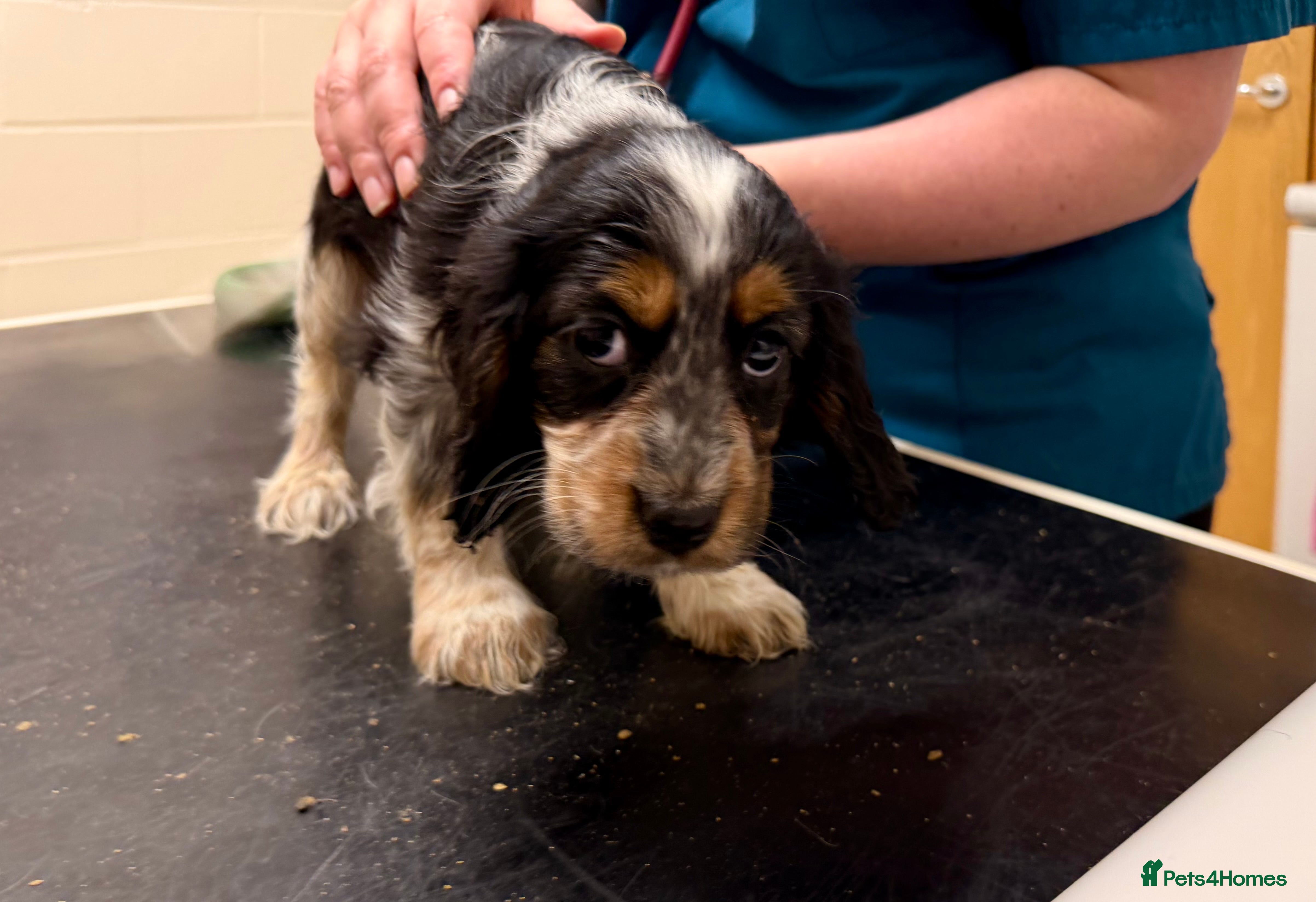 Cocker Spaniel dogs Fully vaccinated show cockers ready to go! - Advert 12