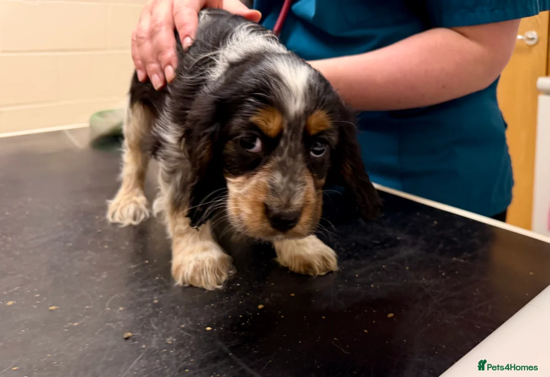 Cocker Spaniel dogs for sale: Stunning ideal family pups  - Advert 29