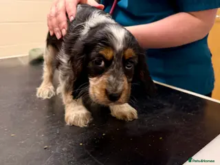 Cocker Spaniel dogs Fully vaccinated show cockers ready to go! - Advert 2