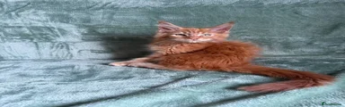 Maine Coon 1