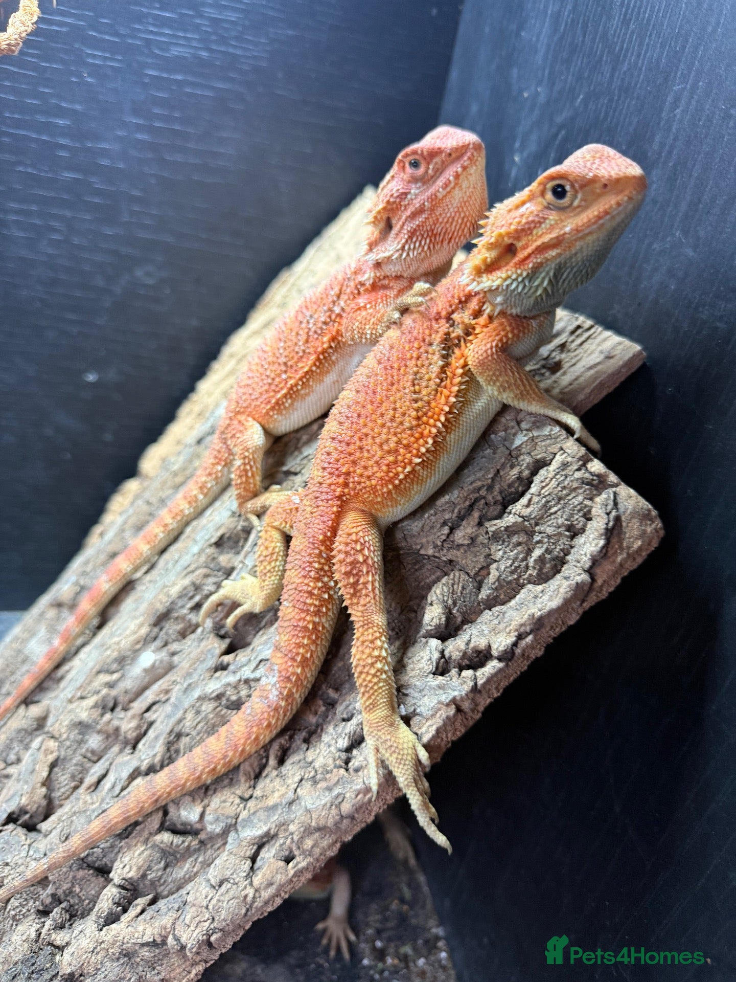 Bearded Dragon reptiles Stunning bearded dragons babies - ready to leave!  - Advert 2