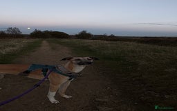 Greyhound dogs for sale: Greyhound boy - 11 months  - Image 2