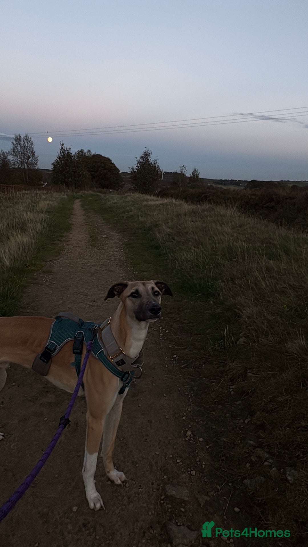 Greyhound dogs for sale: Greyhound boy - 11 months  - Image 2