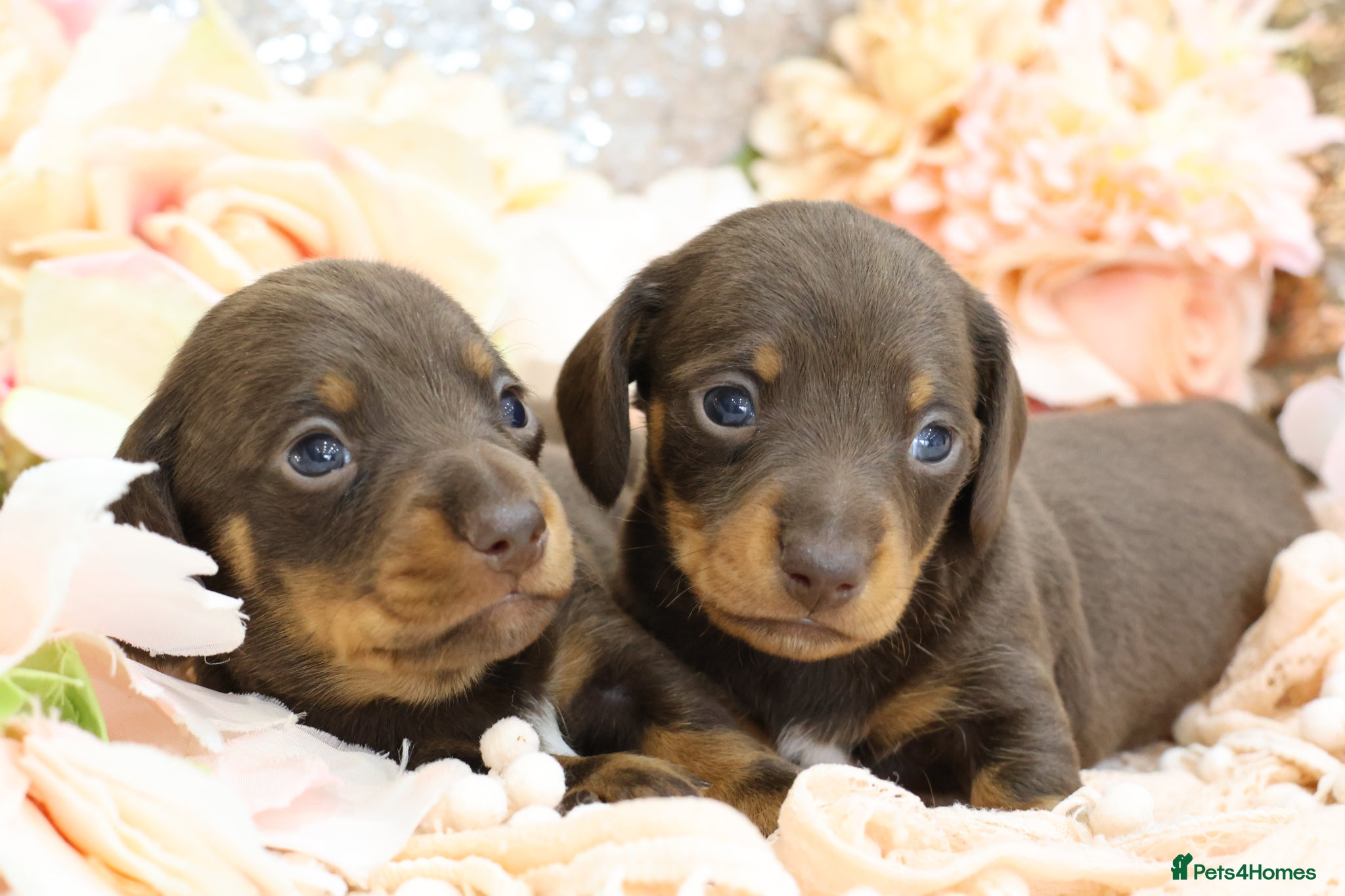 Miniature Dachshund dogs KC Miniature Dachshund Puppies - Advert 15