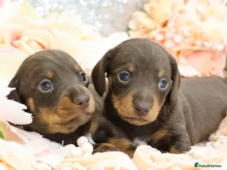 Miniature Dachshund dogs KC Miniature Dachshund Puppies - Advert 15