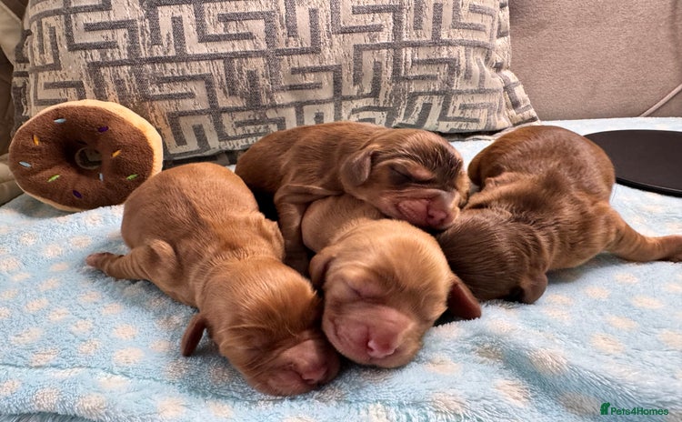 Cocker Spaniel dogs - Advert 1