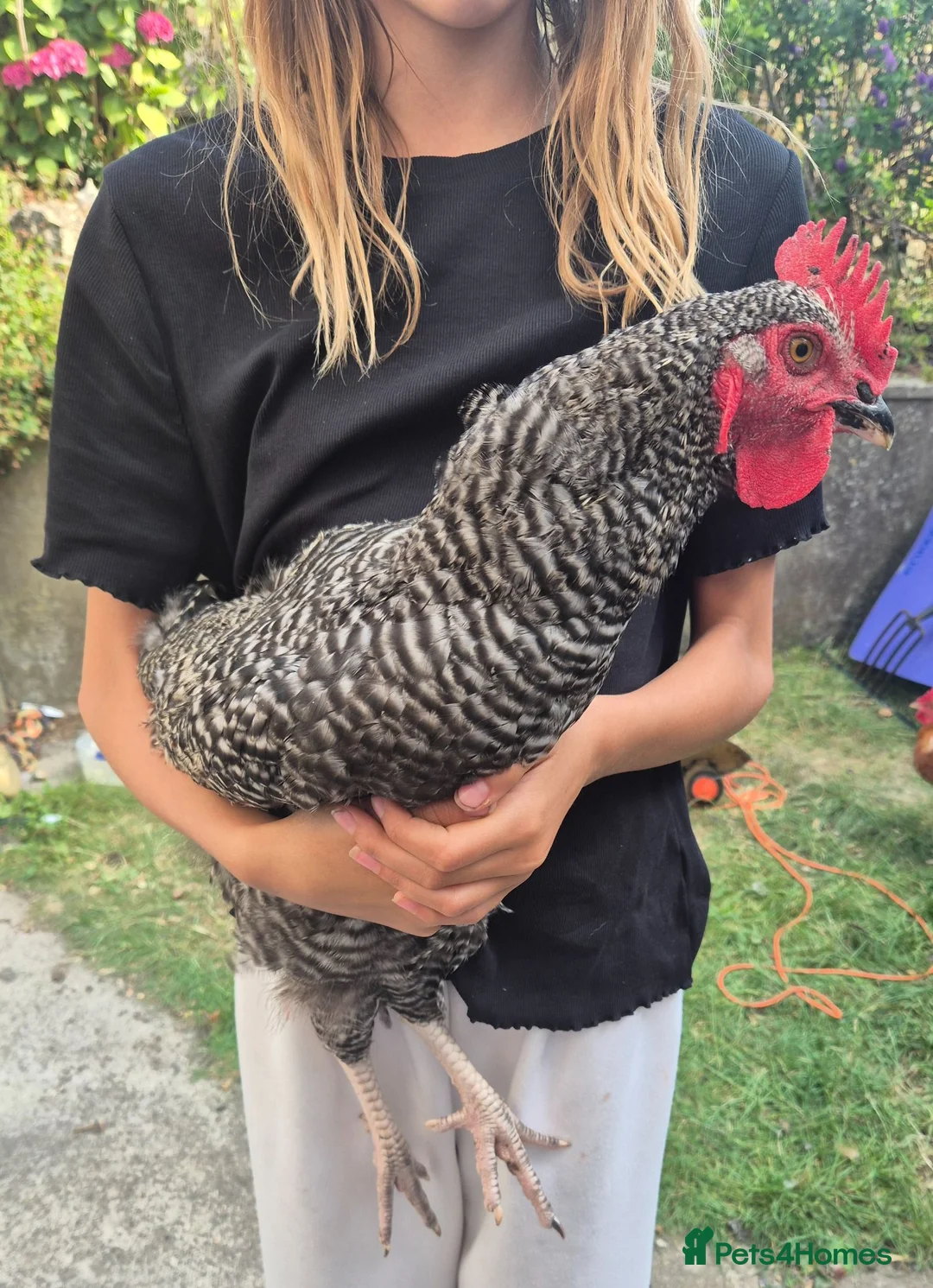 Chickens poultry for sale: Cuckoo Maran boy needs a new flock in Axbridge - Advert 2
