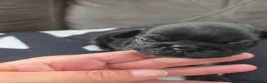 Pug 2
