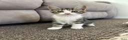 British Shorthair cats for sale: Cute British shorthair Kittens  - Advert 6