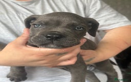 Cane Corso dogs for sale: Beautiful Cane Corso puppies for sale  - Image 27