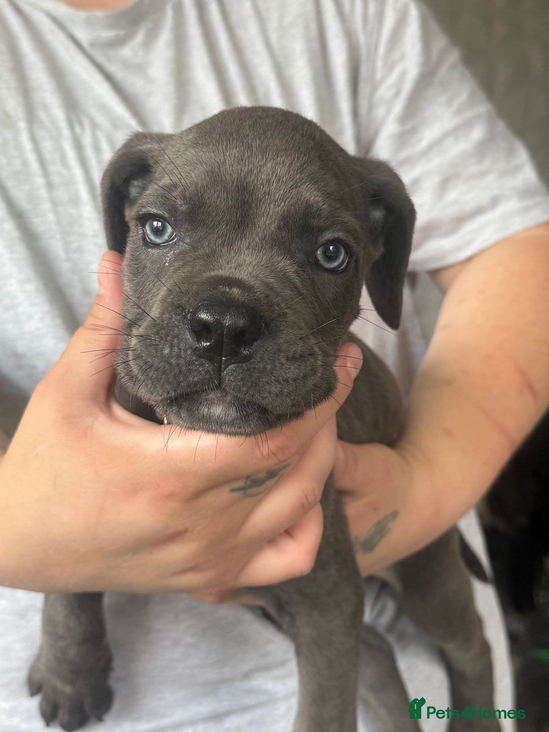 Cane Corso dogs for sale: Beautiful Cane Corso puppies for sale  - Image 27