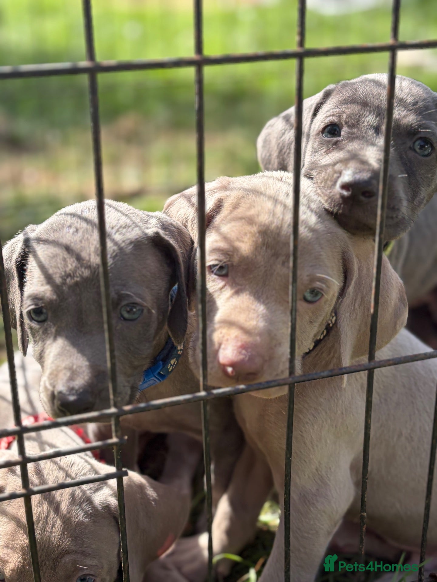 Weimaraner dogs Kc Weineramer pups  - Advert 1