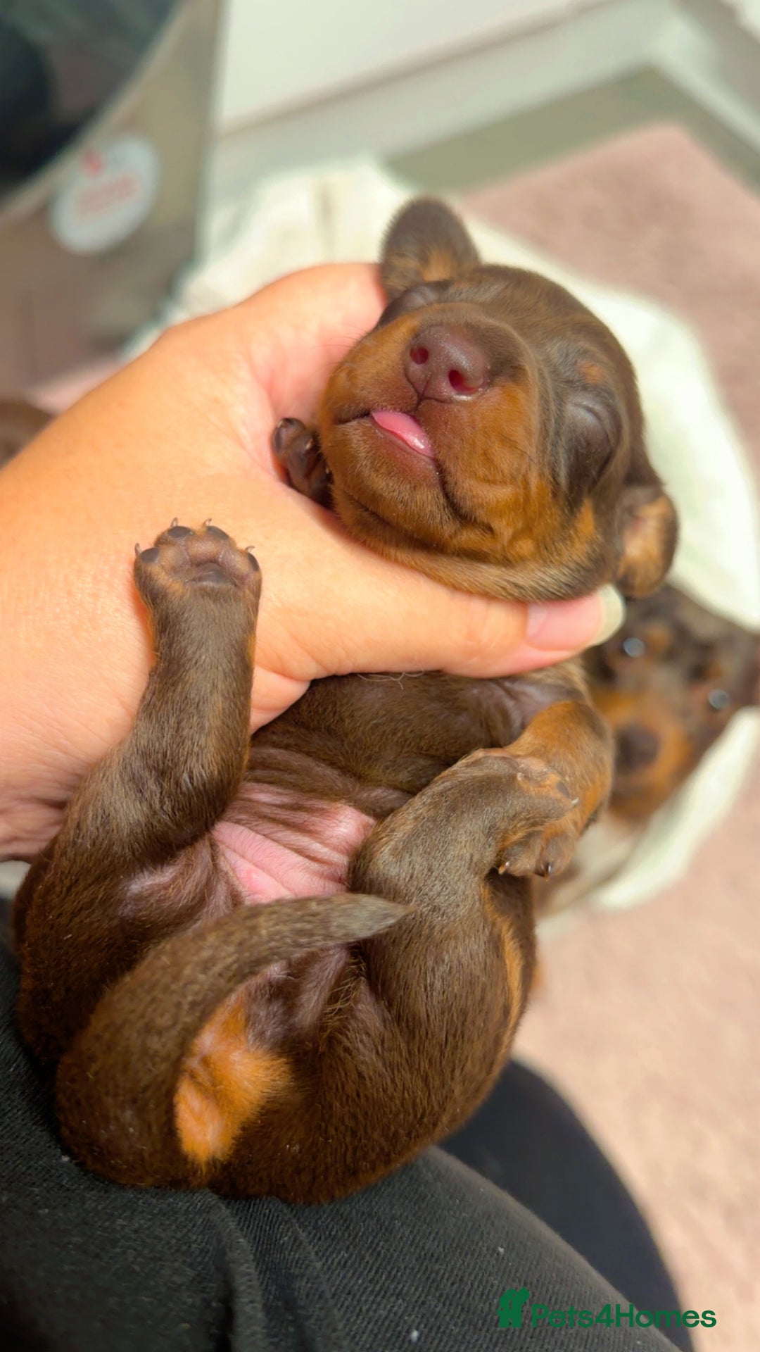 Miniature Dachshund dogs for sale: Miniature Dachshund  - Advert 7