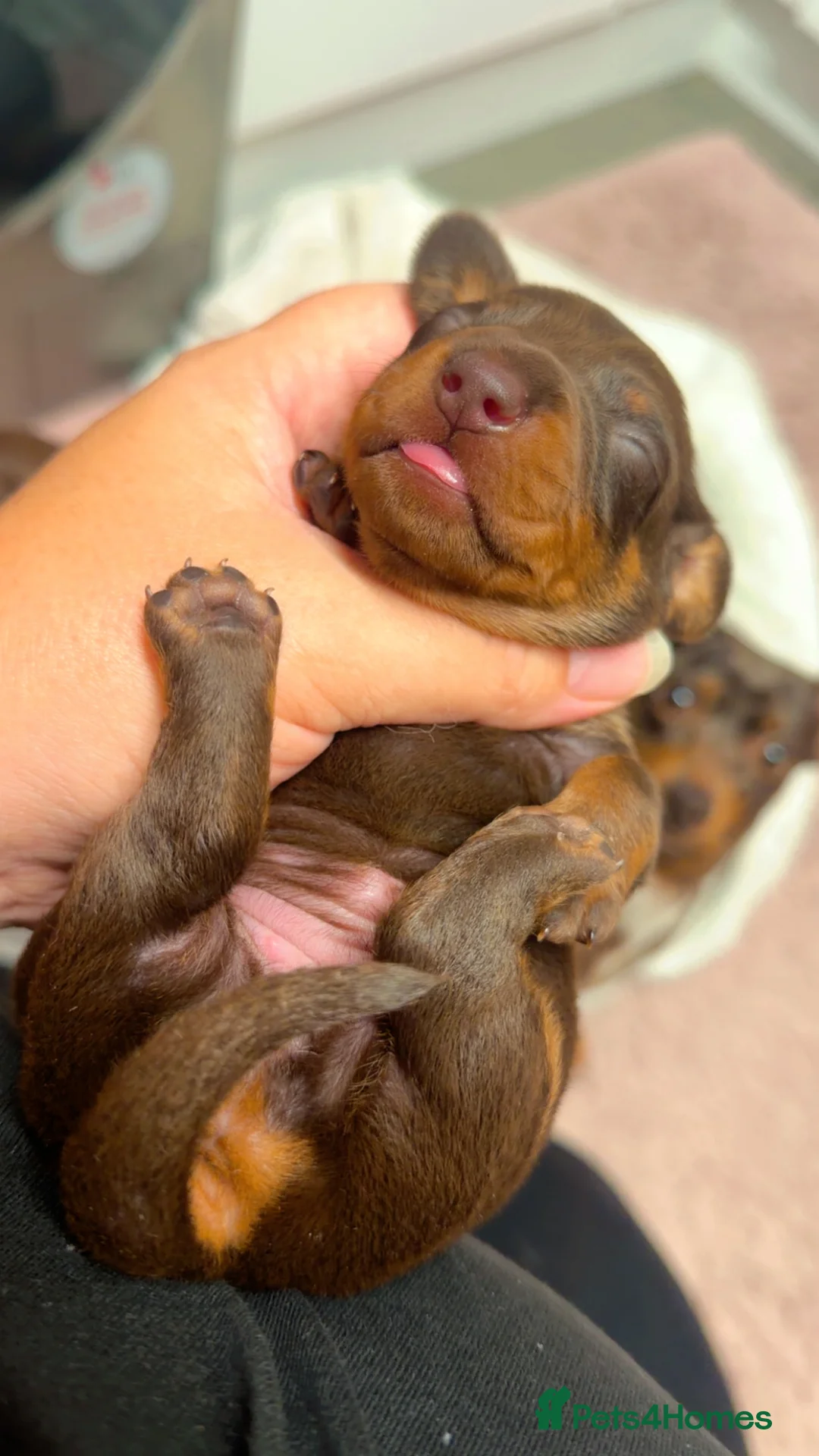 Miniature Dachshund dogs for sale: Miniature Dachshund  - Advert 7