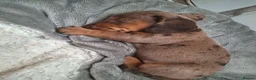 Miniature Dachshund dogs for sale: Miniature Dachshund puppies  in Derby - Advert 18