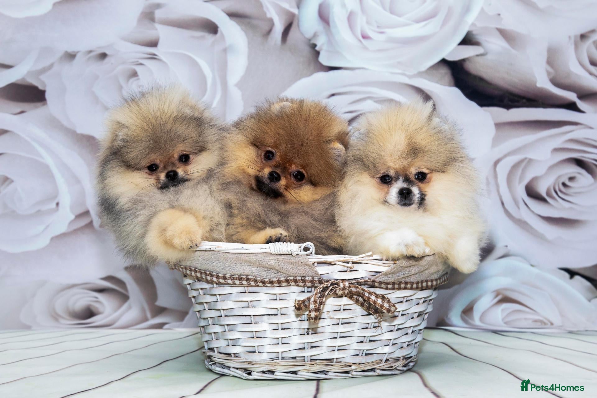 Pomeranian dogs Pom girls from 5⭐ listened breeder - Advert 13