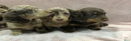 Miniature Dachshund dogs for sale: Miniature Longhaired dachshund puppy’s - Advert 4