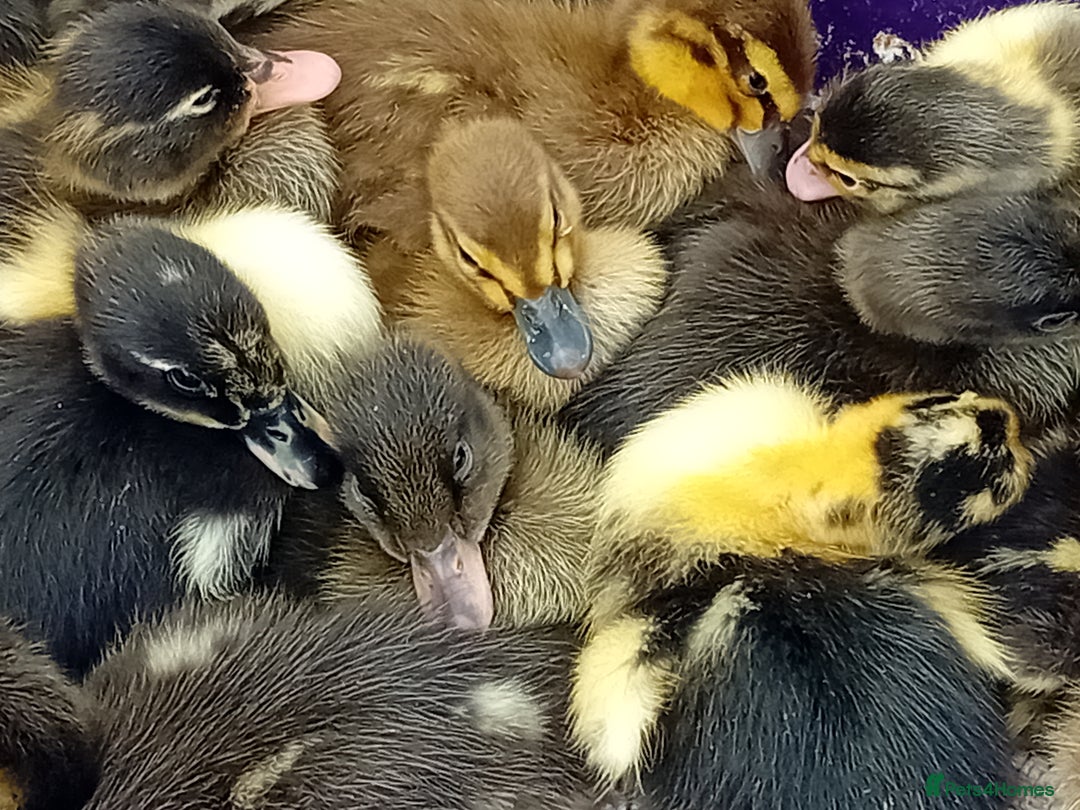Ducks poultry for sale: Mixed Color Indian Runner Ducklings - Image 5