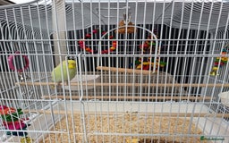 Budgerigars birds for sale: Budgie and cage - Image 1