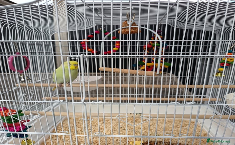 Budgerigars birds - Advert 3