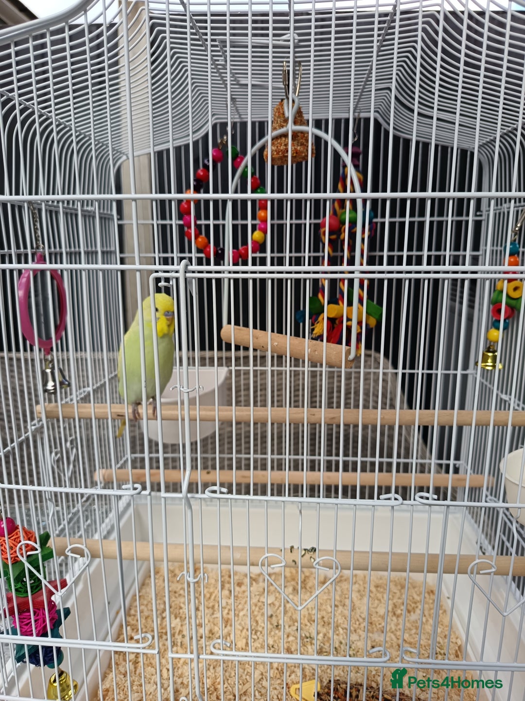 Budgerigars birds for sale: Budgie and cage - Image 1