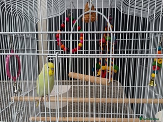 Budgerigars birds - Advert 27