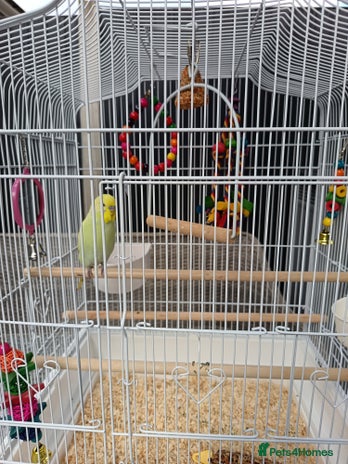 Budgerigars birds - Advert 10