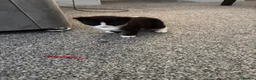 Domestic Shorthair cats for sale: White black cat  - Advert 16
