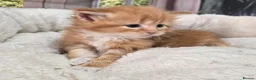 Maine Coon cats for sale: Stunning TICA Maine Coon kittens - Advert 3