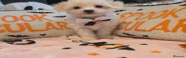 Bichon Frise 3
