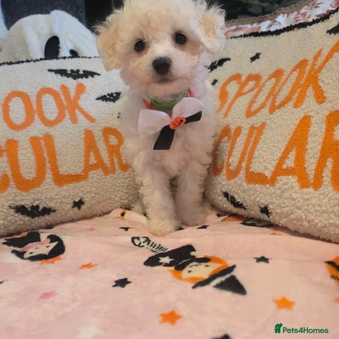 Bichon Frise dogs for sale: Bichon frise in Darlington - Advert 7
