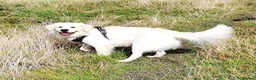Golden Retriever dogs for stud: Stunning cream Golden Retriever for STUD - Advert 12