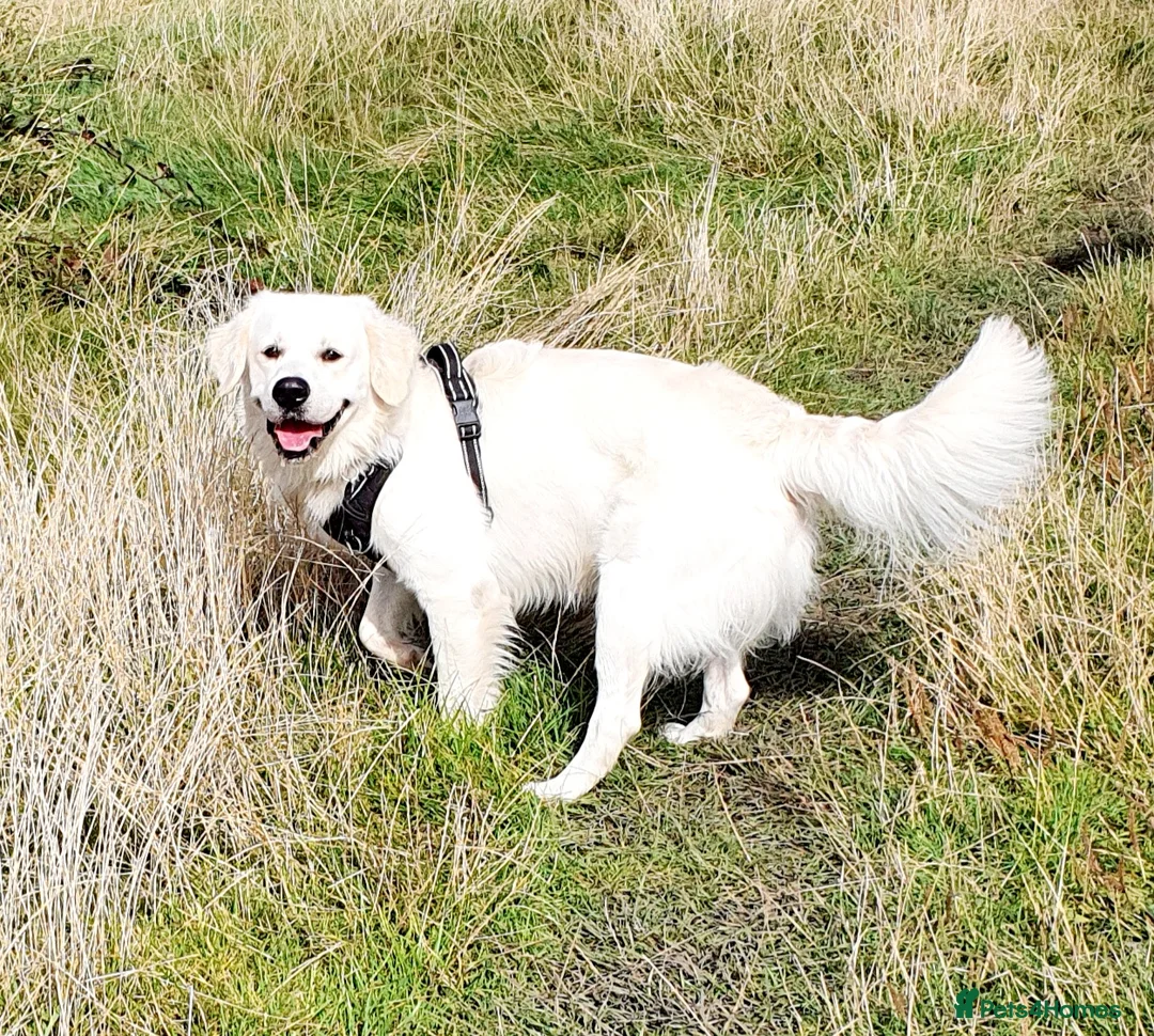 Golden Retriever dogs for stud: Stunning cream Golden Retriever for STUD - Advert 12