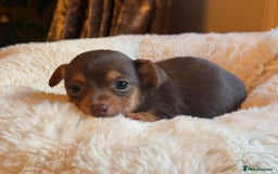 Jack Russell dogs for sale: Stunning Much Wenlock puppies  - Image 6