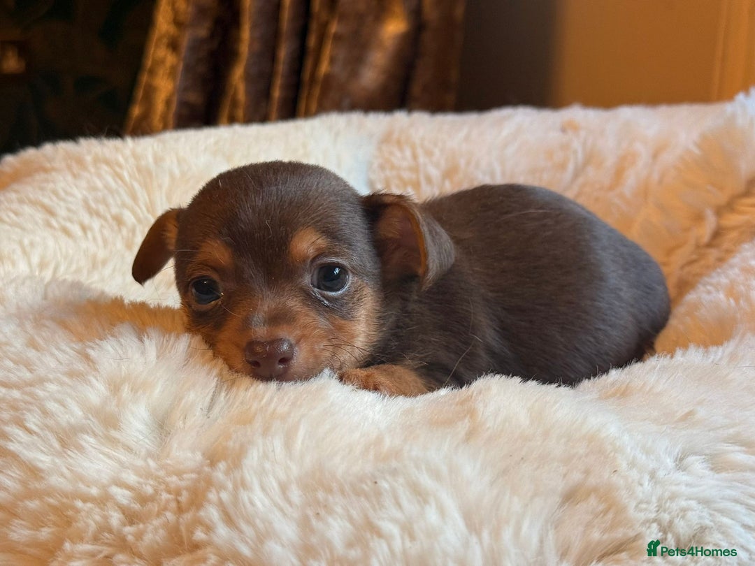 Jack Russell dogs for sale: Stunning Much Wenlock puppies  - Image 6
