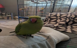 Ringnecks birds for sale: Indian ringneck - Image 7