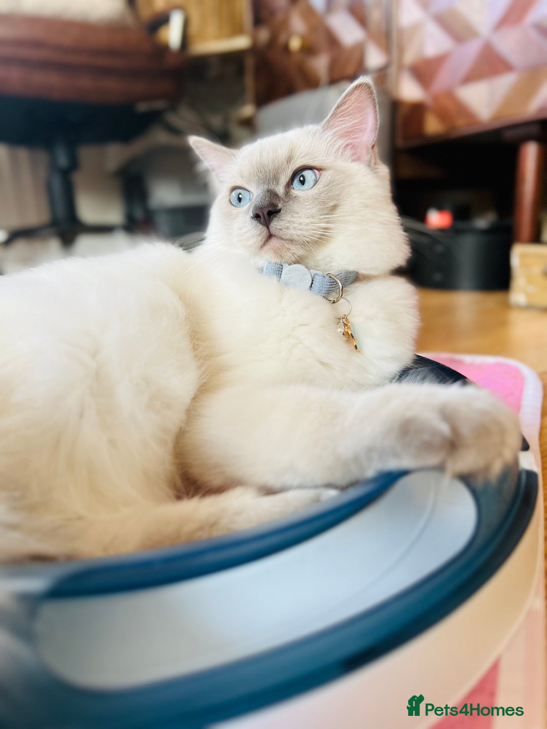 Ragdoll cats for sale: SILKY ADORABLE RAGDOLL KITTEN CHAMPIONLINE - Image 19