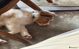 Australian Shepherd dogs for sale: Red Merle Australian Shepherd Puppy - Image 7