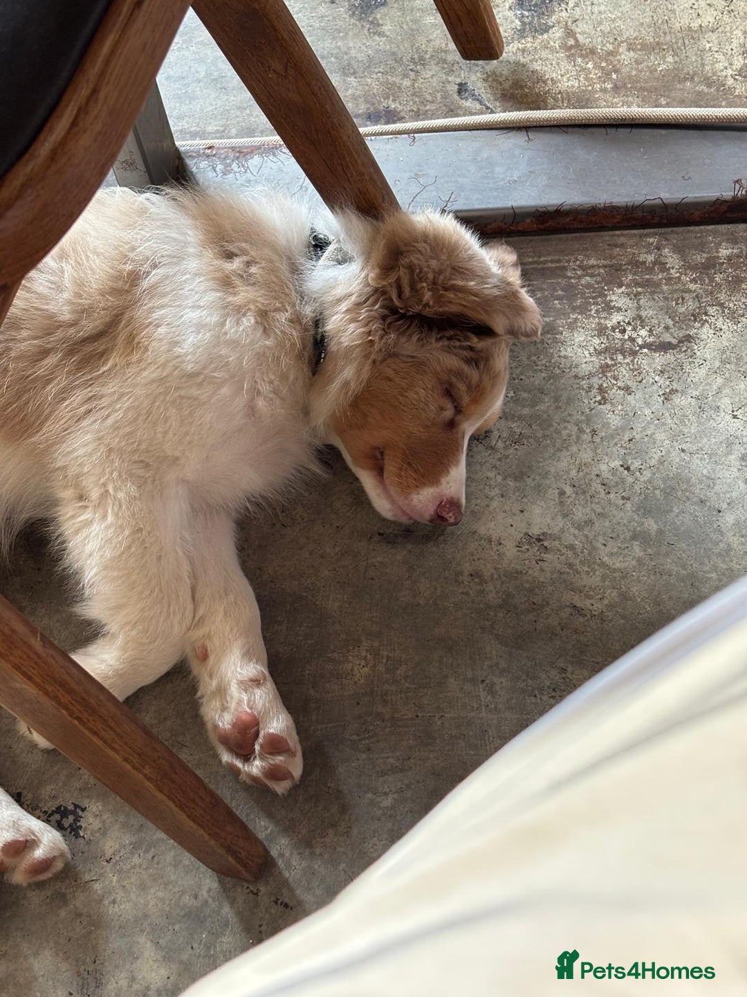 Australian Shepherd dogs for sale: Red Merle Australian Shepherd Puppy - Image 7
