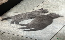 British Shorthair cats for sale: Chunky British Shorthair Kittens  - Image 5