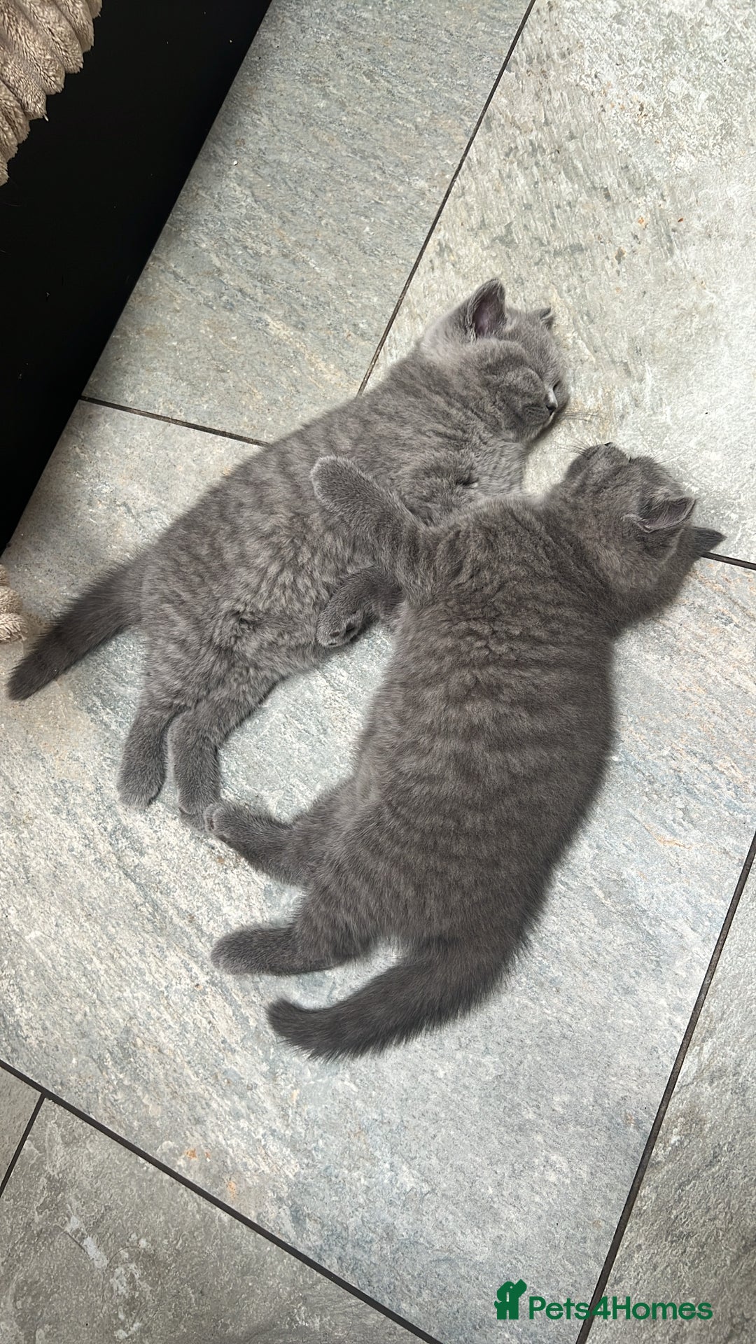 British Shorthair cats for sale: Chunky British Shorthair Kittens  - Image 5