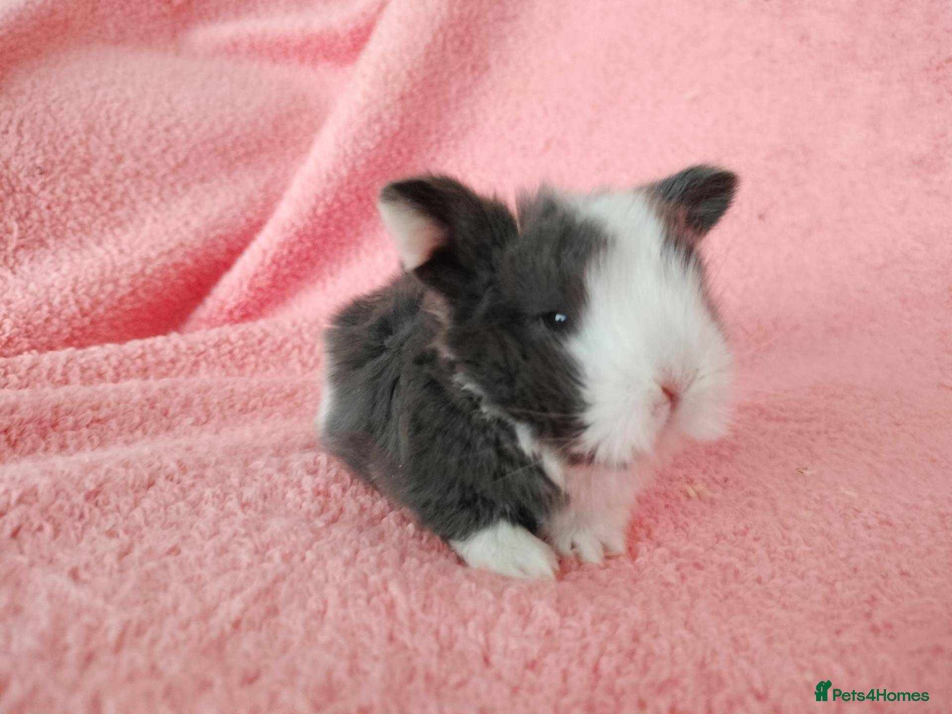 Mini Lop rabbits Baby mini lops for sale  - Advert 9