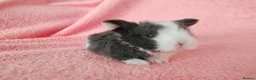 Mini Lop rabbits for sale: Baby mini lops for sale  - Advert 3