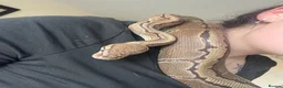 Python Snake reptiles for sale: Female Python in Telford - Advert 1