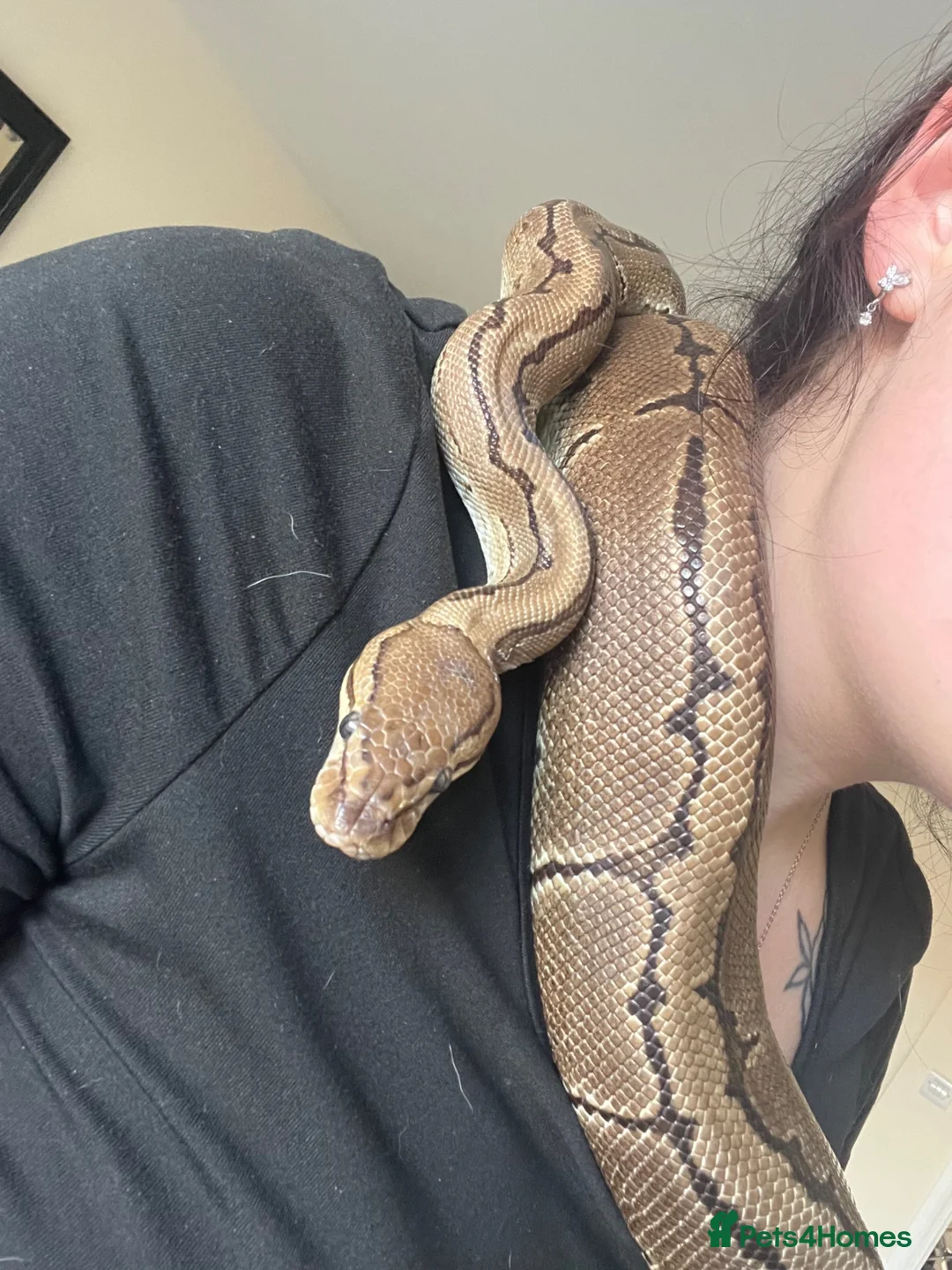 Python Snake reptiles for sale: Female Python in Telford - Advert 1