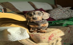 Dachshund dogs for stud: Standard Wire-haired Dachshund for stud - Image 8